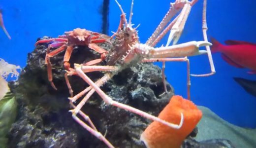 Susami Crustacean Aquarium (Wakayama) – Access, Hours & Fees