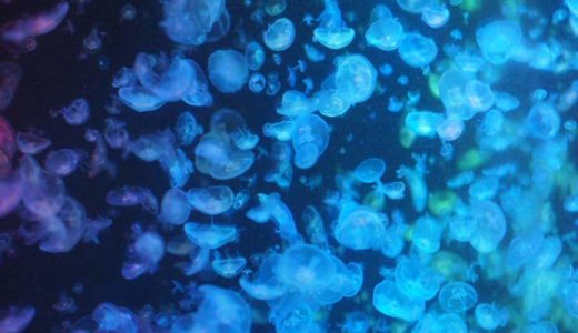 Kamo Jellyfish Aquarium (Tsuruoka, Yamagata) – Access & Fees