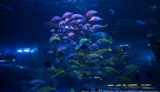 Shinagawa Aquarium (Tokyo) – Access, Hours & Fees
