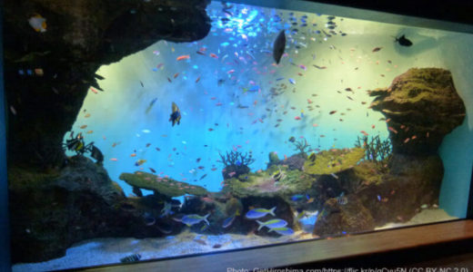 Miyajima Public Aquarium (Miyaji Marine) (Hiroshima) – Access, Hours & Fees