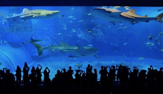 Okinawa Churaumi Aquarium (Okinawa) – Access, Hours & Fees