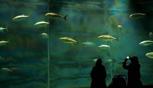 Tokyo Sea Life Park (Tokyo) – Access, Hours & Fees