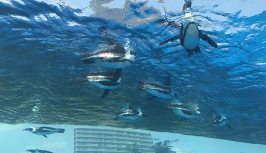 Sunshine Aquarium (Tokyo) – Access, Hours & Fees