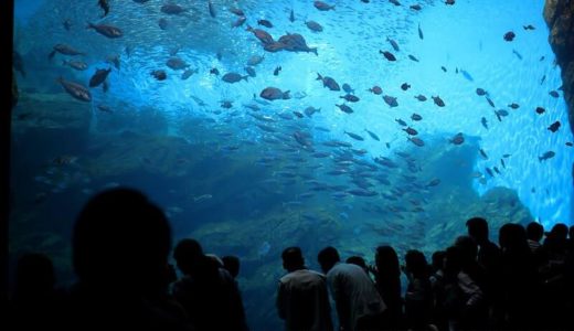 Sendai Umino-Mori Aquarium (Miyagi) – Access, Hours & Fees