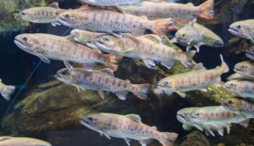 Idenoyama Freshwater Aquarium (Miyazaki) – Access, Hours & Fees