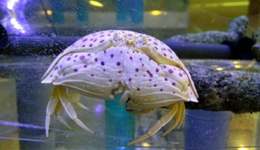 Tottori Karo Crab Aquarium (Tottori) – Access, Hours & Fees