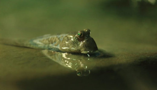 Mutsugoro Aquarium, Isahaya Yu Yu Village of Land Reclamation (Nagasaki) – Access, Hours & Fees