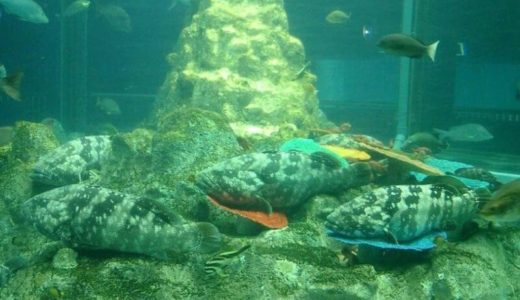Ashizuri Kaiyokan Aquarium (Kochi) – Access, Hours & Fees