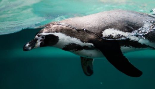 Nagasaki Penguin Aquarium (Nagasaki) – Access, Hours & Fees