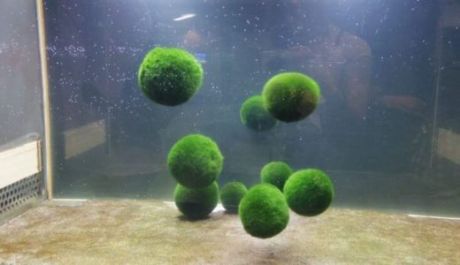 Marimo Exhibition and Observation Center (Hokkaido) – Access, Hours & Fees