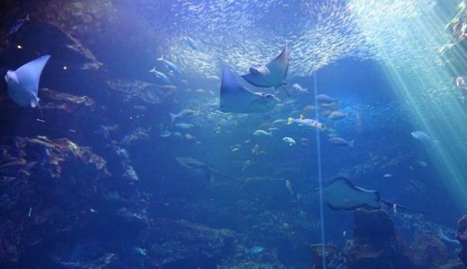 Kyoto Aquarium (Kyoto) – Access, Hours & Fees