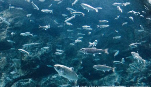 Chitose Salmon Aquarium (Hokkaido) – Access & Fees